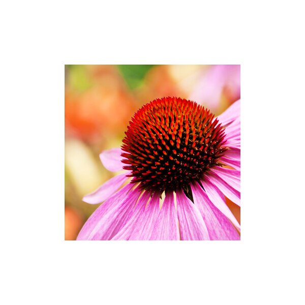 Schröder Premium Echinacea 1 kg